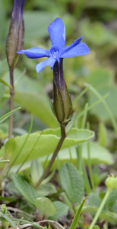Dal passo Valles, Gentiana cfr. verna